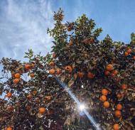 Orange tree underneath a clear blue sky