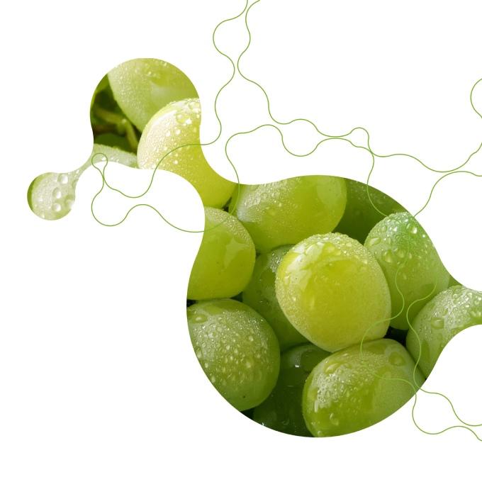 A bunch of table grapes in a trendy design
